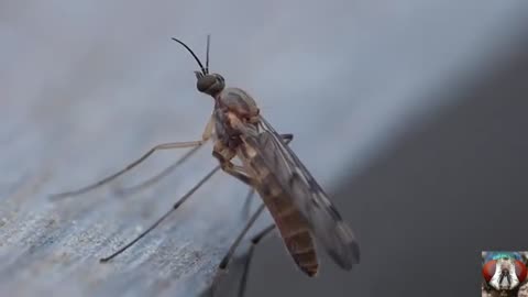 capture a moment of pooping small insects