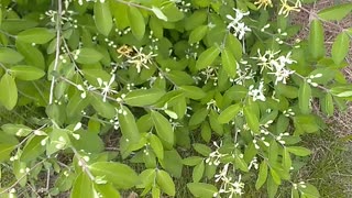 Honeysuckle