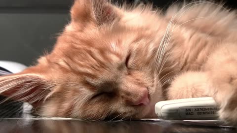 Cute Background Music [Cat Videos] #cats#musics