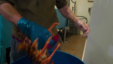 Australia’s GIANT Rock Lobsters caught by hand |Seafood!!