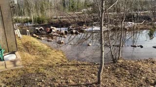 Snow Melt Almost Flooded The Cabin