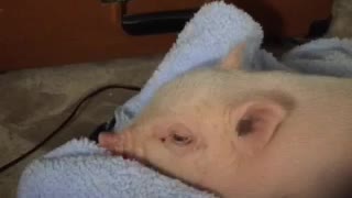 Mini Pig falls asleep to relaxing music