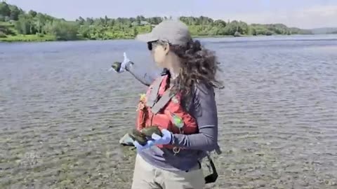 Cyanobacteria blooming unusually early this year in a New Brunswick river CBC News