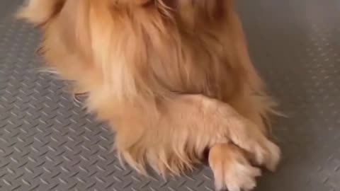Funny dogs, dogs, funny, funny pets, funny videos, funny dogs, funny animals, funny cats,