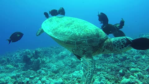 Tortoise and fish underwater