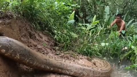 Snake Anaconda Amazing