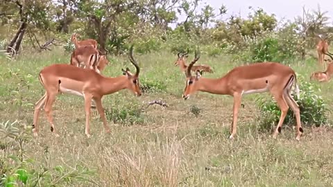 Two Deer Fight 🦌😱
