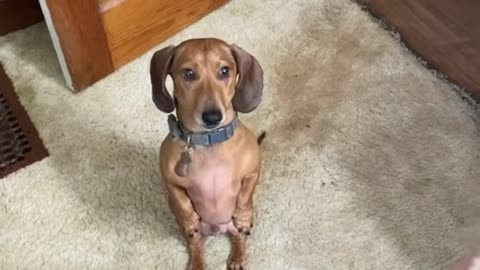 Dachshund Stands For Cupcake