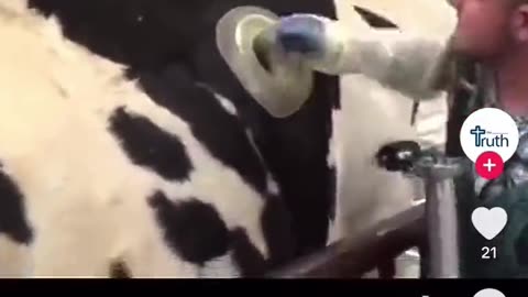Cows Fed Directly To Stomach
