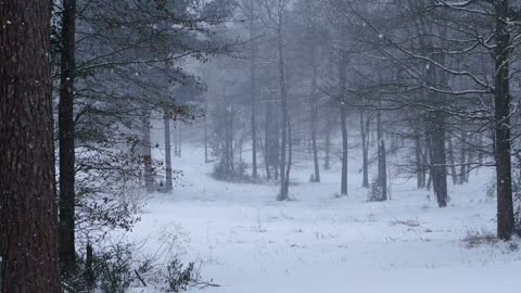 Watching Snow Fall, Original Harp Solo by Cindy Blevins