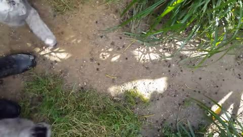 Pallas' cat feeding time