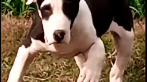 Puppy Bully Kutta