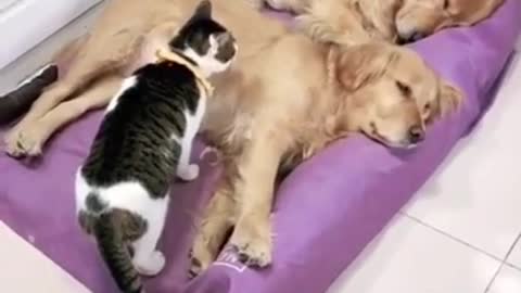 Cute Dogs And Cats