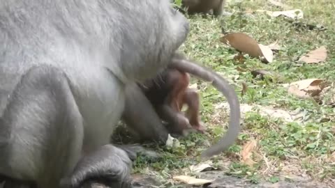 OMG! Lioness Is Weak In The Face Of The Fierce Attack Of The Buffaloes Calling For Help In Despair