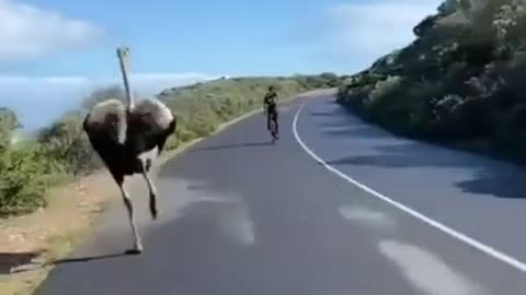 Ostrich Chases Cyclists #shorts #viral #shortsvideo #video