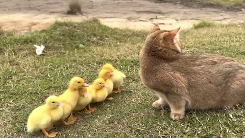 The kitten takes three ducklings on an outdoor trip! happy duck🐥Cute and interesting animal video