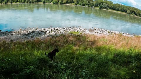 Elsa´s little Adventure | Walk by the river Danube | GoPro Hero10 Black | 4K
