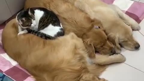 Lovely and Funny Cat vs Dog Funny animals video