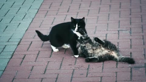 Double Trouble: Dynamic Duo of Cats Takes Over the Sidewalk 🐾😸