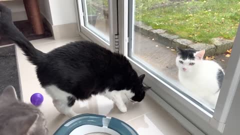 Neighbour's Cat Visits, My Cat Tries To Touch Him Through The Window