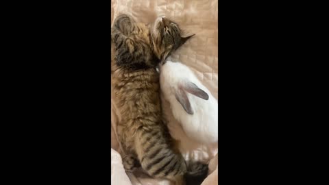 glaring cat sleeping with rabbit