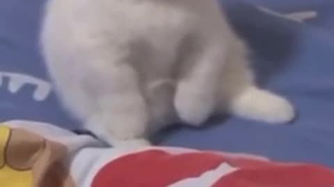 Cute cat 🐈‍⬛ trending video