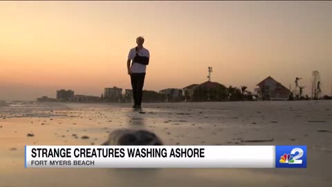 Eels, jellyfish among creatures washing up dead on Fort Myers Beach