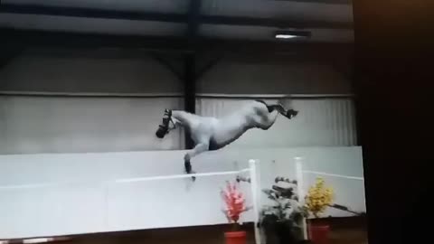 I didn't know a horse could jump almost 10 foot high WOW!!