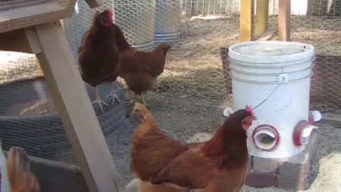 Are Chickens Chicken? #chicken #backyardhomesteading #animals #nature #peace #528hz