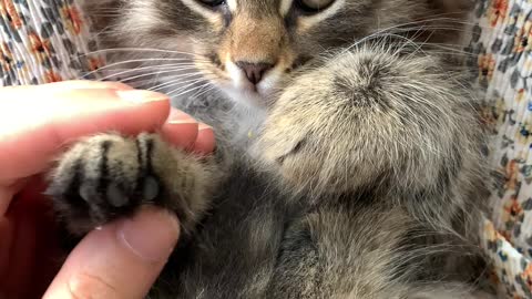 Cute Kitten Gets its paw massaged