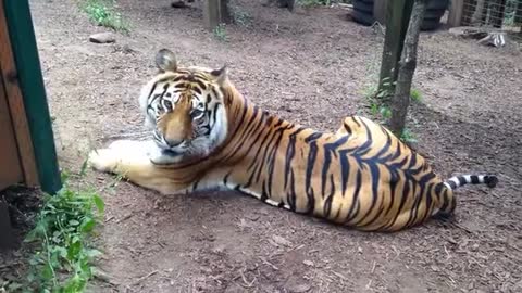 Angry Tiger Growling