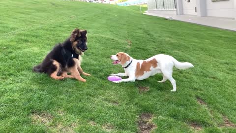 Golden Retriever Doesn't Want to Share His Toy with Puppy Friends!