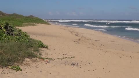 Waialua, HI — Camp Erdman Beach