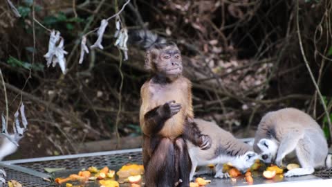 Funny monkeys eating fruit