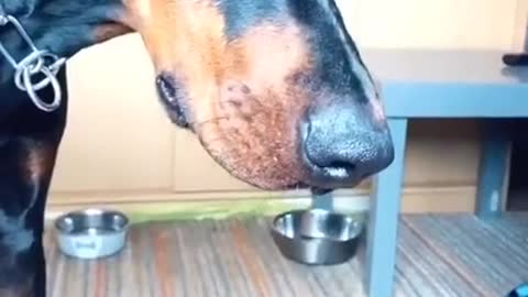 Dog Tricked by Owner - Confused Doberman