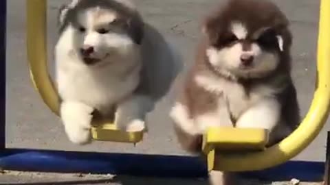 CUTE BEAUTIFUL HUSKY PUPPIES RELAXING AFTER INTENSE WORKOUT