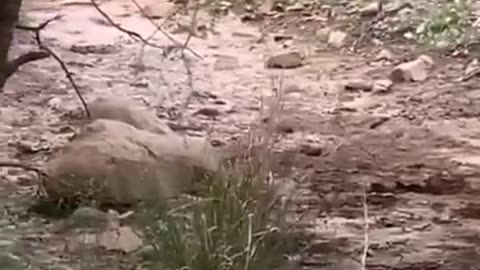 Lion killed Dog Video