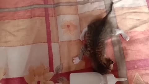 New born cat day 4