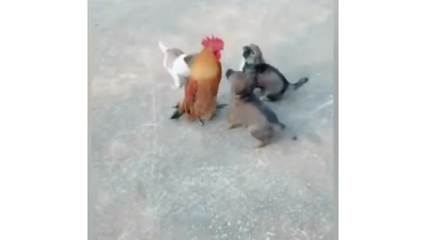 Funny Cat Dog And Hen VIDEO