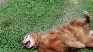 Golden retriever gets angry when filmed.