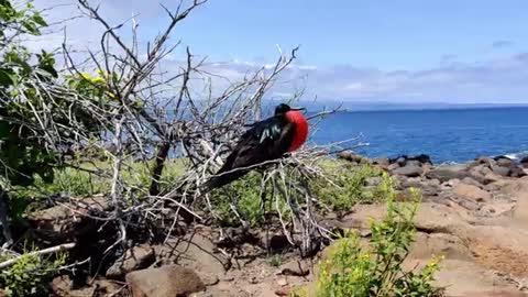 Magnificent Frigatebird Flying in Ecuador, Rare Bird in RainForest, Beautiful Bird In Galapagos