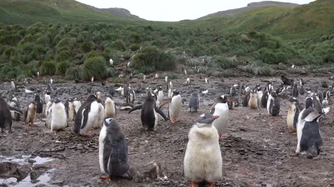 Creching Gentoo Penguins lover