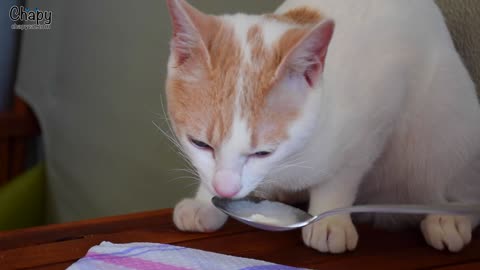 Cat tries ice cream for the first time