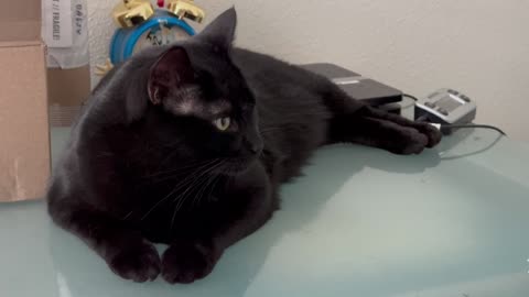 Adopting a Cat from a Shelter Vlog -Cute Precious Piper is an Amazing Office Manager