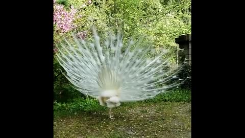 White peacock opening feathers. The most beautiful white peacock