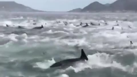 Whale is giving birth / dolphins circle to protect