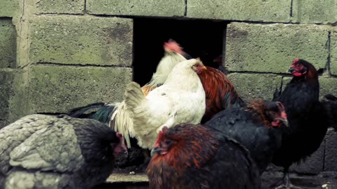 Best-& this chicken funny animals videos very beautiful#