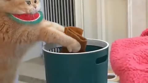 Clothes washing by Cat