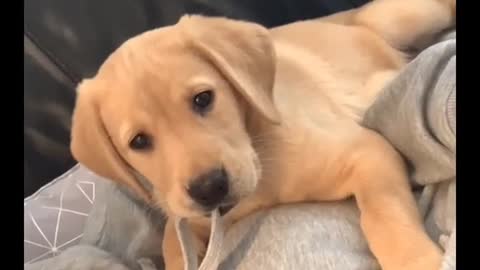 Funniest & Cutest Labrador Puppies #1 - Funny Puppy Videos 2022