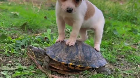 The natural view of Puppie ride with turtles